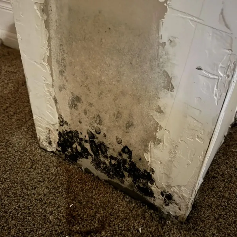 Professional Mold Removal in Crandall, TX